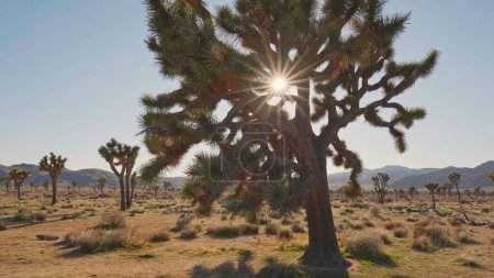 Photo for Sun breaks through the branches of Joshua tree in Joshua tree national park. Gimbal 4K shot 2 - Royalty Free Image