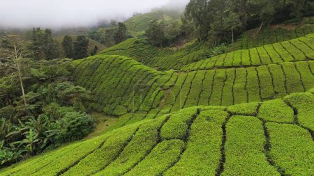 Foto de Foto aérea de plantaciones de té en Cameron Highlands, Malasia. Volando sobre arbustos de té en las colinas en la mañana brumosa - Imagen libre de derechos