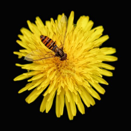 Photo for Dandelion and bee isolated on black background. High quality photo - Royalty Free Image