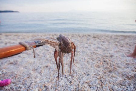 Photo for Hobby at the summer vacation. Caught octopus on spear at the pebbles beach. Sea water and horizon in background. - Royalty Free Image