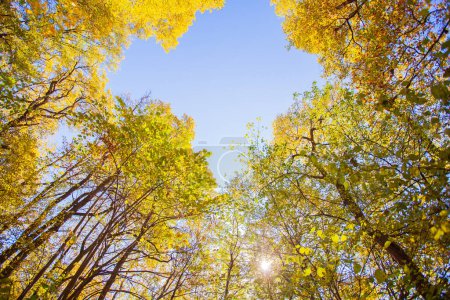 Foto de Hojas de otoño en el bosque - Imagen libre de derechos