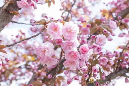 Foto de Delicadas flores rosadas en una rama de árbol en flor, frescas y fragantes en el suave aire primaveral. Un recordatorio de la belleza y el crecimiento de la naturaleza. Vista de cerca de delicadas flores de primavera. - Imagen libre de derechos