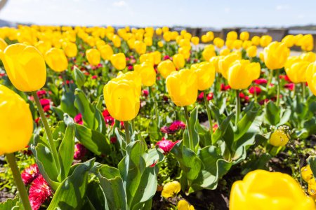 Foto de Primer plano de un hermoso ramo de tulipanes amarillos que florecen en primavera, agregando brillo y frescura al jardín con su belleza natural. - Imagen libre de derechos