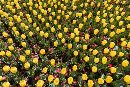 Téléchargez les photos : Gros plan d'un beau bouquet de tulipes jaunes fleurissant au printemps, ajoutant luminosité et fraîcheur au jardin avec leur beauté naturelle. - en image libre de droit