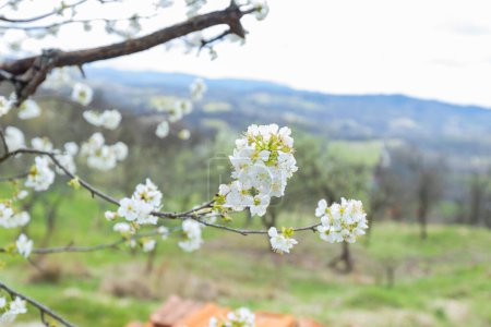 Foto de Delicadas flores blancas en una rama de árbol en flor, frescas y fragantes en el suave aire primaveral. Un recordatorio de la belleza y el crecimiento de la naturaleza. Vista de cerca de delicadas flores de primavera. - Imagen libre de derechos