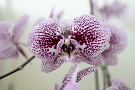 Photo for Purple orchid reveals its delicate beauty and freshness, highlighting the fragility of natures growth. Close-up view. - Royalty Free Image