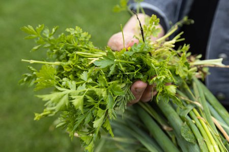 Photo for Farmer holds fresh organic parsley in their hands, harvested from the rural farm to promote healthy eating and wellbeing. Closeup view. - Royalty Free Image