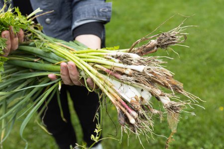Téléchargez les photos : L'agriculteur tient dans ses mains des oignons de printemps biologiques frais, récoltés à la ferme rurale pour promouvoir une alimentation saine et le bien-être. Vue rapprochée. - en image libre de droit