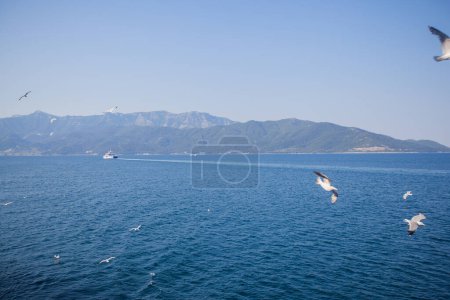 Photo for Group of seagulls fly above a ferryboat on its journey along the Mediterranean coast, providing a majestic outdoor view. - Royalty Free Image