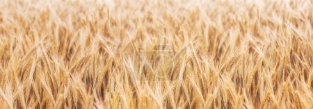 Photo for Golden wheat field under summer sunlight, symbolizing agriculture and nature's growth. - Royalty Free Image
