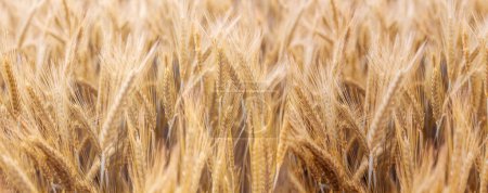 Foto de Campo de trigo dorado bajo la luz del sol de verano, simbolizando la agricultura y el crecimiento de la naturaleza. - Imagen libre de derechos