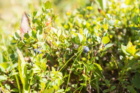 Téléchargez les photos : Bleuets sauvages poussent naturellement sur les champs verts d'été. - en image libre de droit