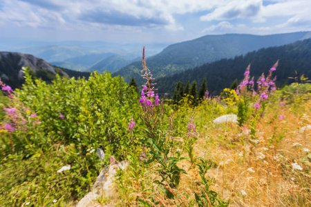 Téléchargez les photos : Fleurs sauvages en fleurs sur une colline ensoleillée dans un paysage pittoresque. - en image libre de droit
