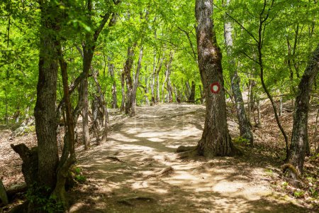 Téléchargez les photos : Beau sentier à travers une forêt luxuriante, lumière du soleil à travers les arbres. - en image libre de droit