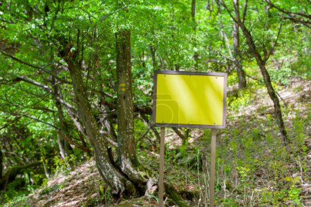 Téléchargez les photos : Forêt verte avec panneau directionnel vide, motivant l'aventure et la randonnée. - en image libre de droit