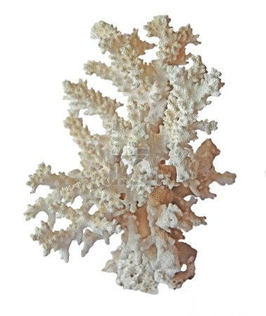 Coral isolated on white background