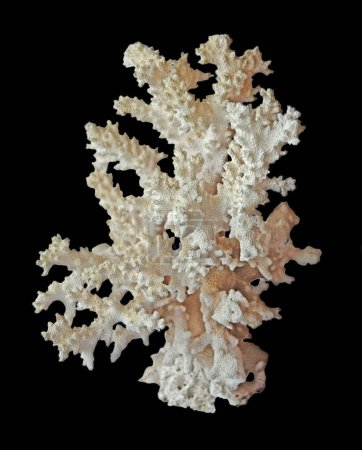 Photo for Coral isolated on black background - Royalty Free Image