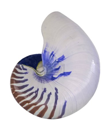 Photo for Nautilus isolated on whithe background - Royalty Free Image