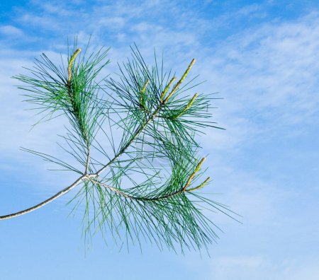 Photo for Pine branch with cone on sky background - Royalty Free Image