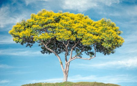 Téléchargez les photos : Accacia arbre sur fond de ciel - en image libre de droit