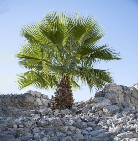 Photo for Palms at Megiddo Archeological Park - Royalty Free Image