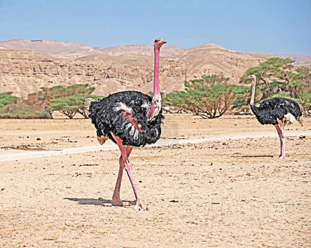 Avestruz en la Reserva Natural de Hai-Bar, Israel
