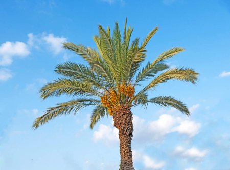 Gros plan du palmier dattier
