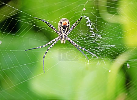 Téléchargez les photos : Gros plan de l'araignée - en image libre de droit
