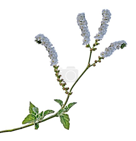 Téléchargez les photos : Fleur blanche isolée sur fond blanc - en image libre de droit