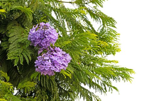 Téléchargez les photos : Fleur violette isolée sur fond blanc - en image libre de droit