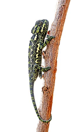 Close up of chameleon on branch