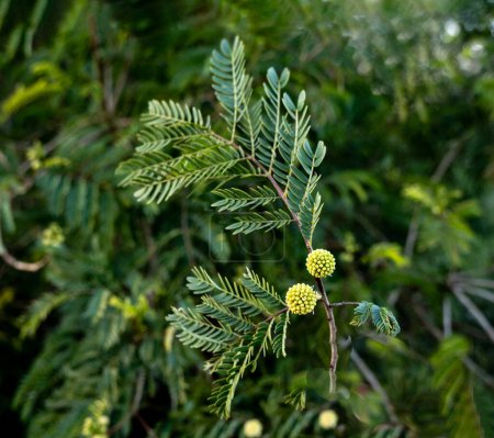 Téléchargez les photos : Gros plan de Acacia aux fleurs jaunes - en image libre de droit