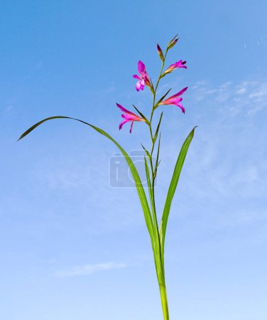 Téléchargez les photos : Close up of Gladiolus italicus - en image libre de droit