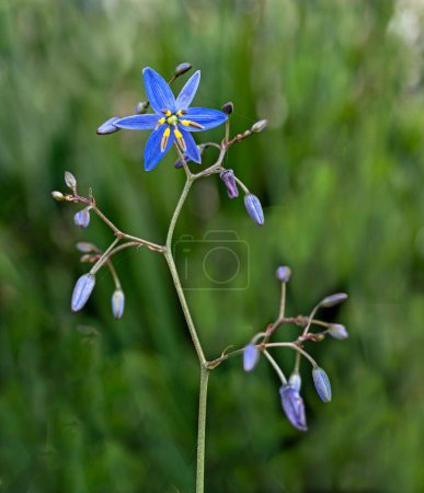 Téléchargez les photos : Gros plan de fleurs bleues - en image libre de droit