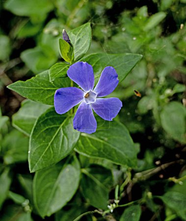 Téléchargez les photos : Gros plan de fleurs bleues - en image libre de droit