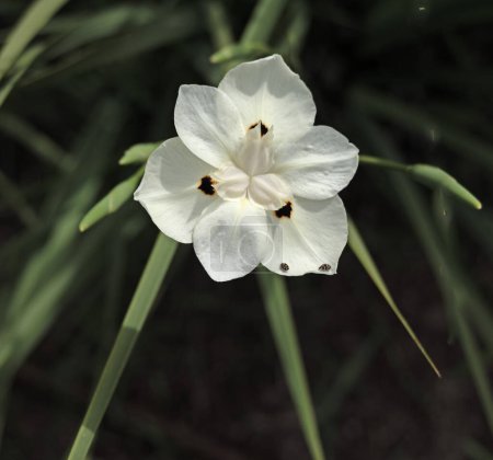 Close up of African iris