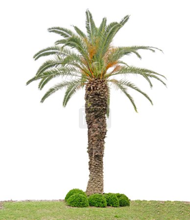 Téléchargez les photos : Palmier isolé sur fond blanc - en image libre de droit
