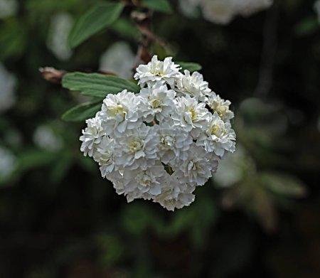 Téléchargez les photos : Gros plan de fleurs blanches - en image libre de droit