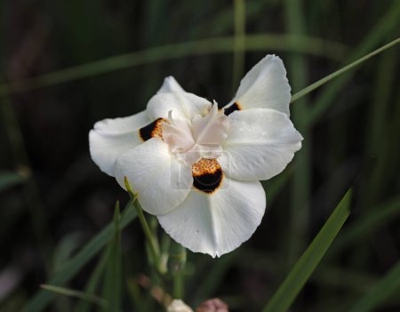 Gros plan sur l'iris africain