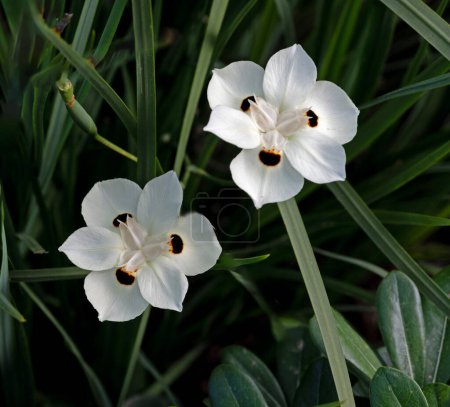 Close up of African iris