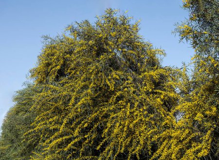 Téléchargez les photos : Gros plan de Acacia aux fleurs jaunes - en image libre de droit