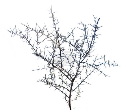 Téléchargez les photos : Branche sèche isolée sur fond blanc - en image libre de droit