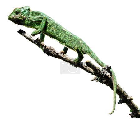 Close up of Chameleon on branch