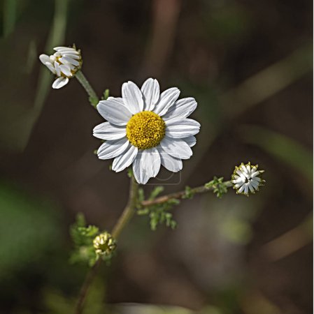 Téléchargez les photos : Gros plan sur les fleurs de Marguerite - en image libre de droit