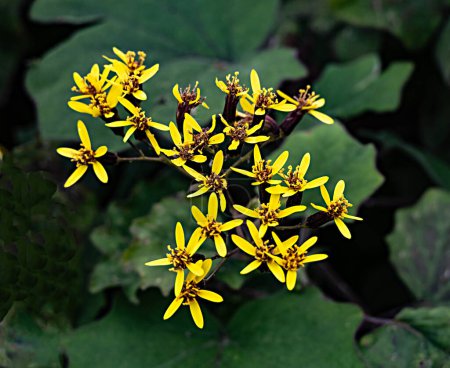 Téléchargez les photos : Gros plan de fleurs jaunes - en image libre de droit