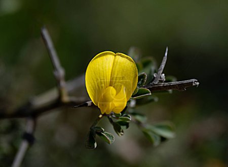 Téléchargez les photos : Gros plan de fleurs jaunes - en image libre de droit