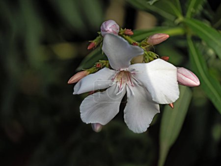 Téléchargez les photos : Gros plan sur Nerium oleander - en image libre de droit