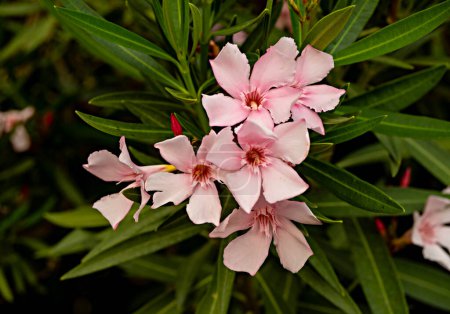 Téléchargez les photos : Gros plan sur Nerium oleander - en image libre de droit