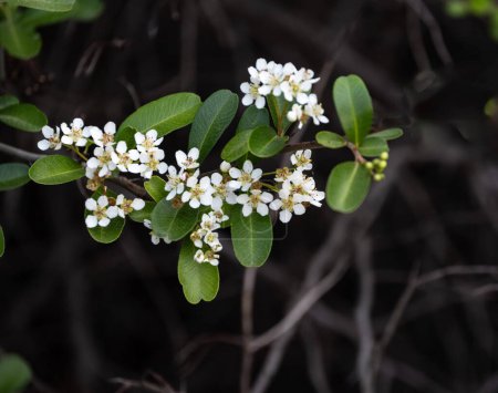 White flowers of slender firethorn