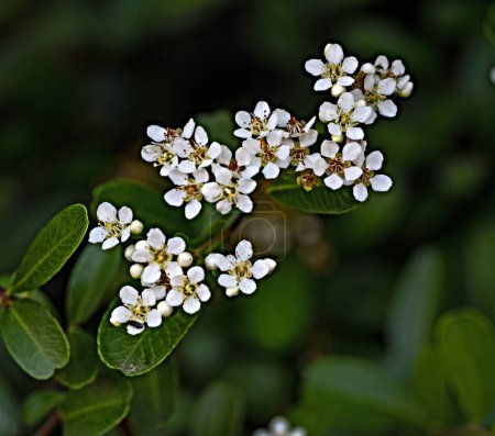 Téléchargez les photos : Fleurs blanches d'aubépine mince - en image libre de droit